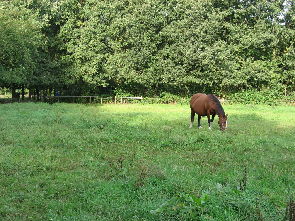 Bed and Breakfast Rustpunt Groote Heide à Heeze Extérieur photo